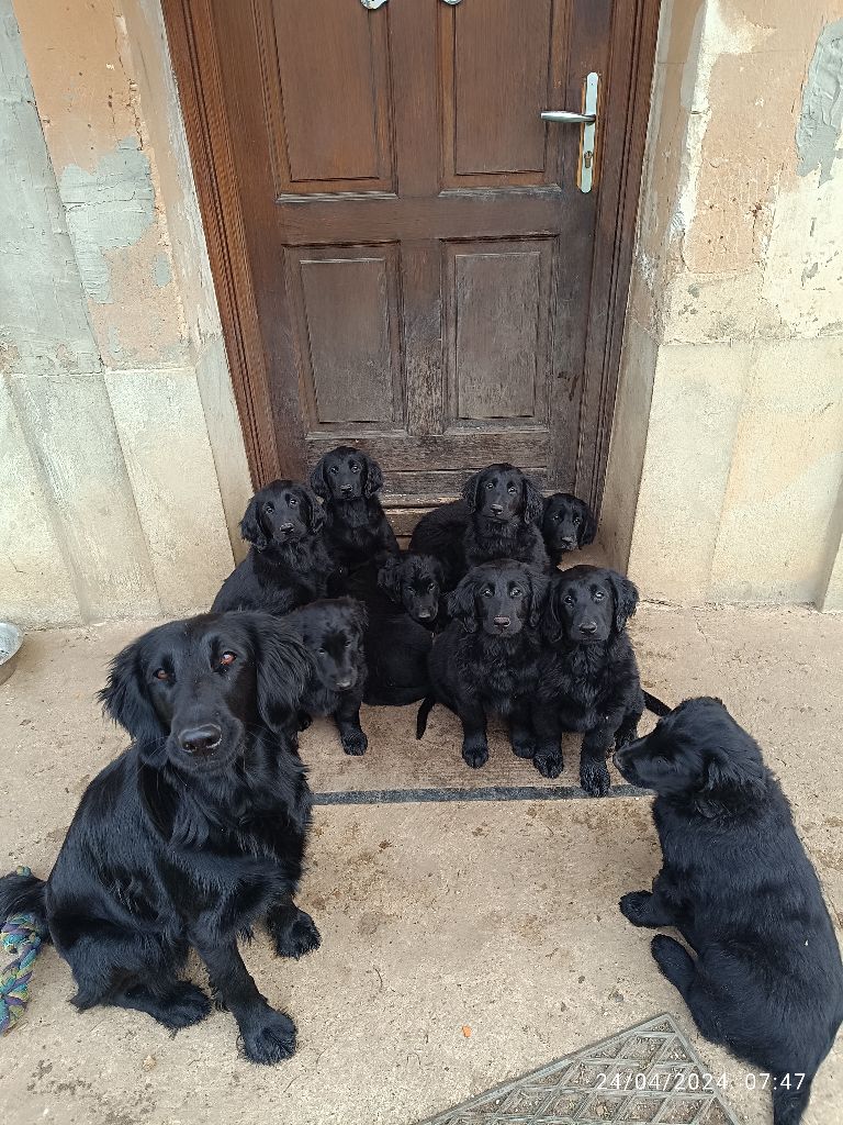 chiot Flat Coated Retriever De L'Odeux Là