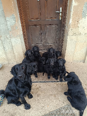 De L'Odeux Là - Flat Coated Retriever - Portée née le 18/02/2024