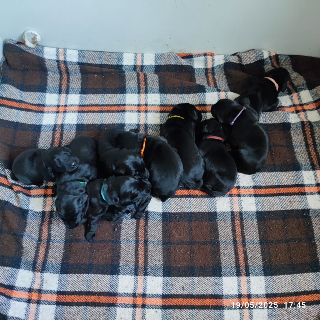 10 chiots DISPONIBLES 