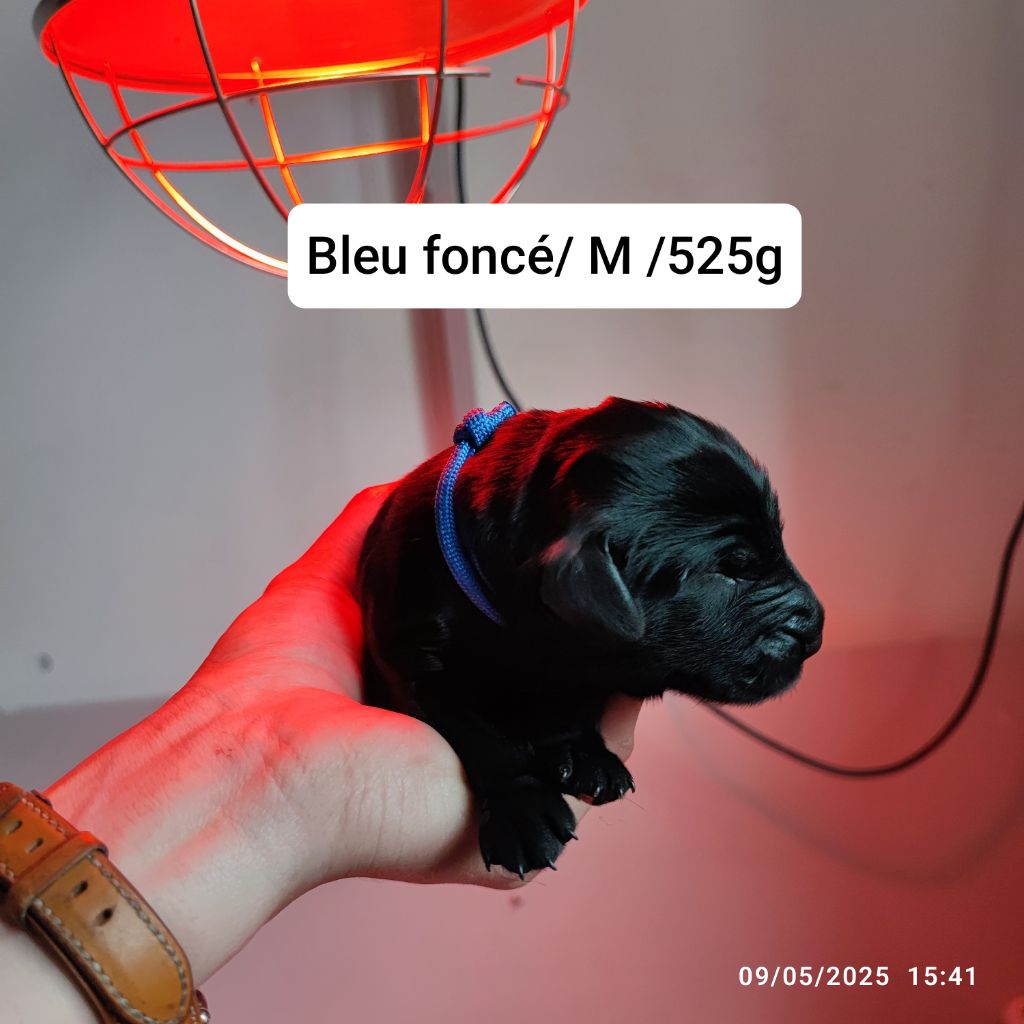 De L'Odeux Là - Chiots disponibles - Flat Coated Retriever