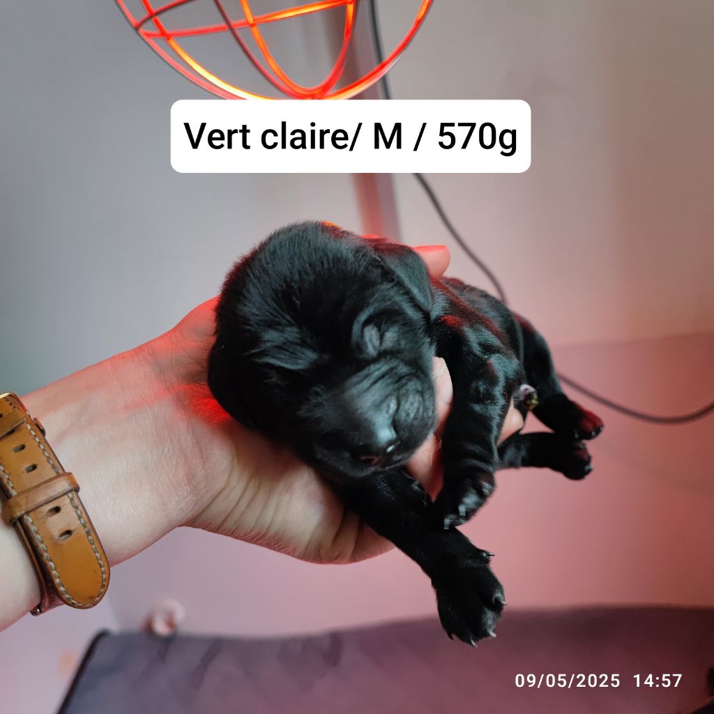 De L'Odeux Là - Chiots disponibles - Flat Coated Retriever