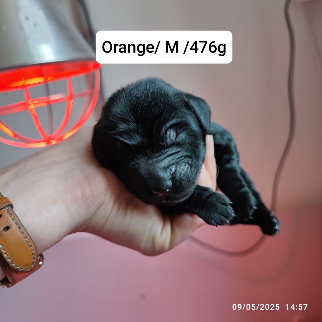 De L'Odeux Là - Chiots disponibles - Flat Coated Retriever