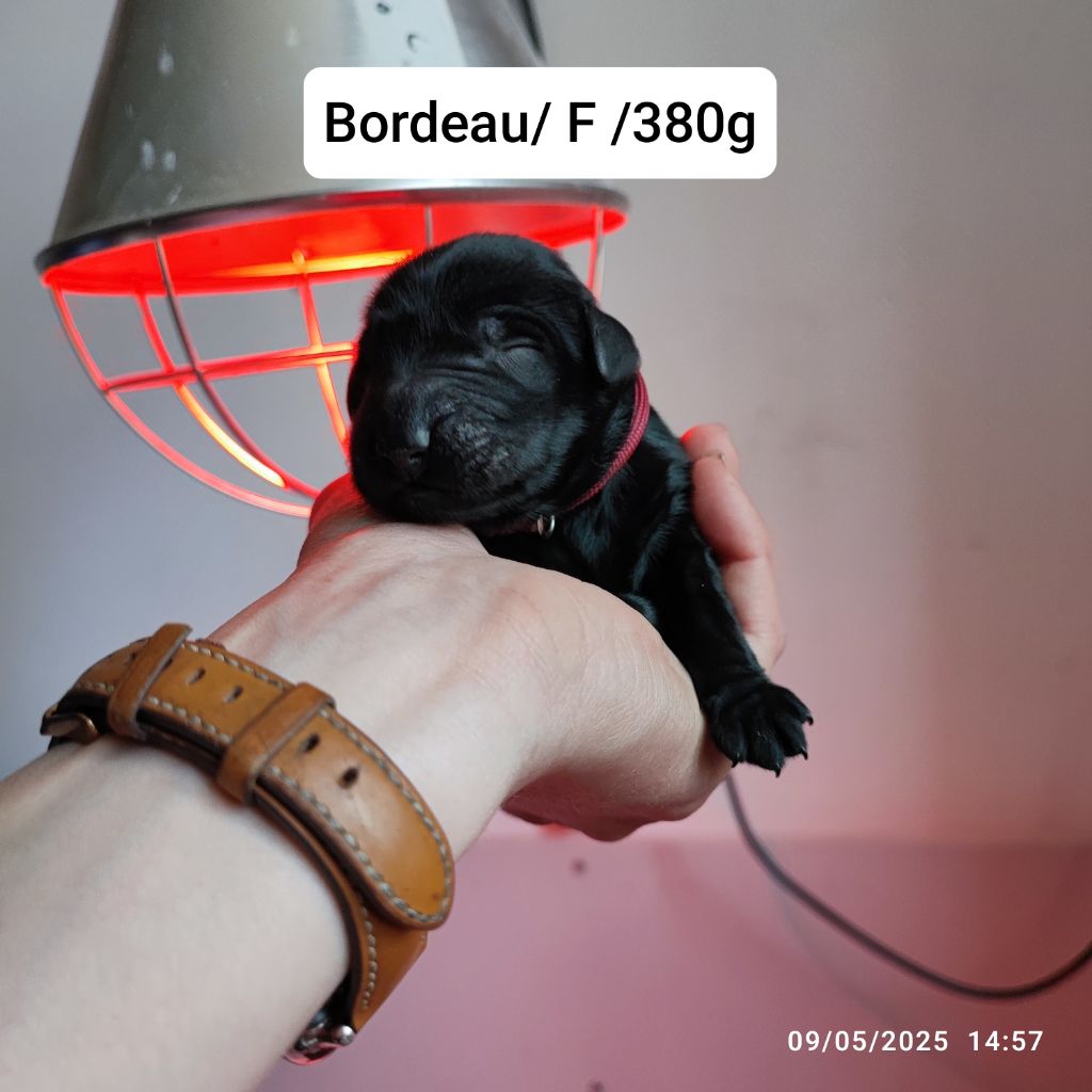 De L'Odeux Là - Chiots disponibles - Flat Coated Retriever