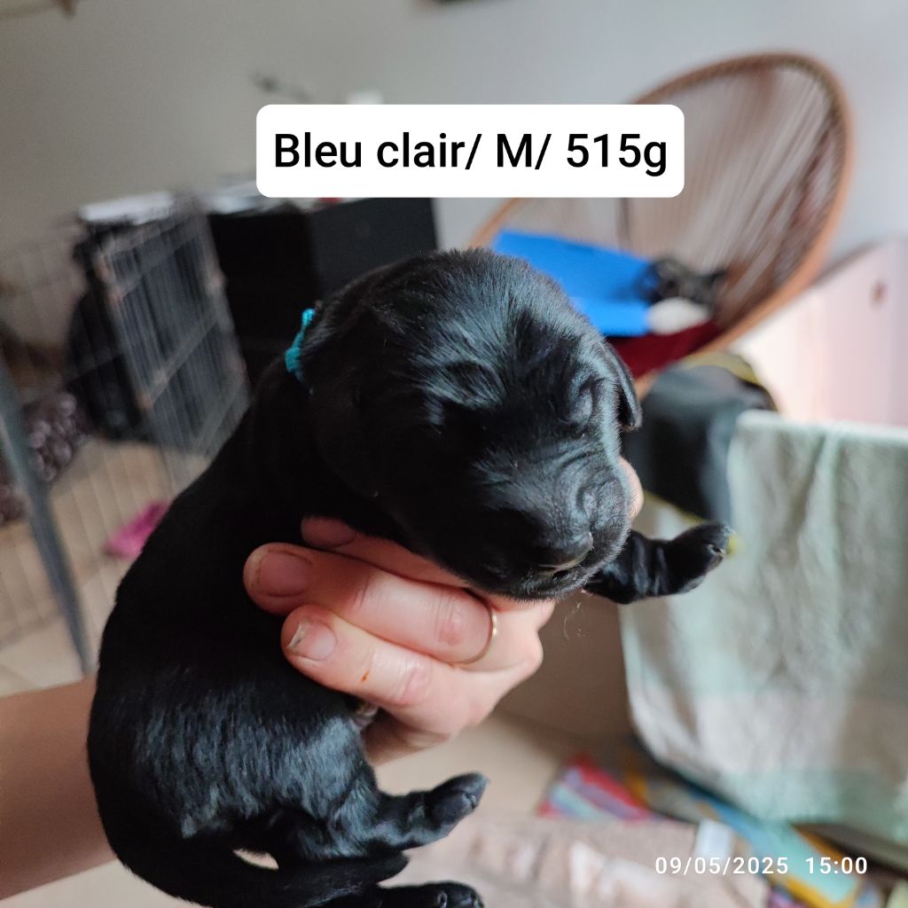 De L'Odeux Là - Chiots disponibles - Flat Coated Retriever