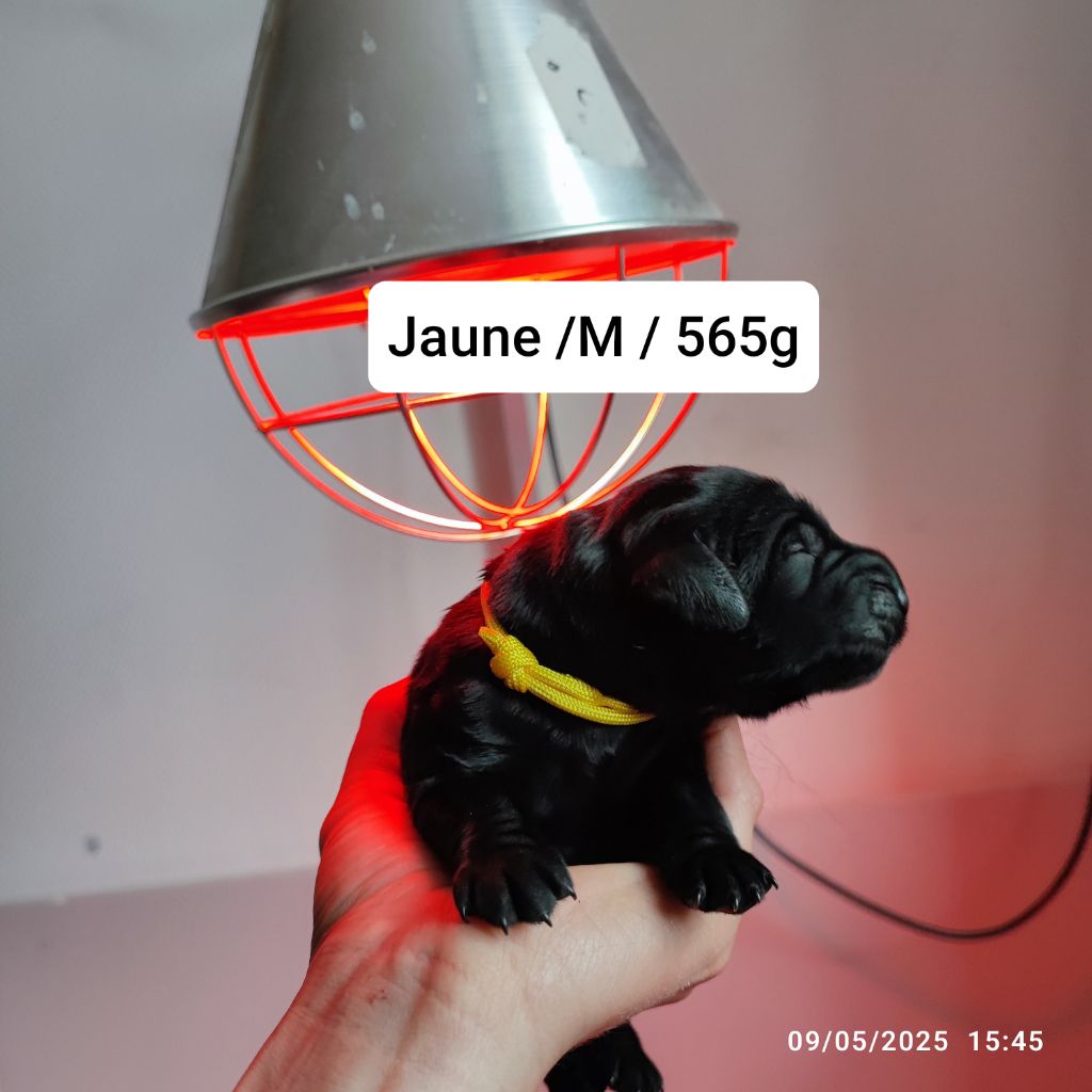 De L'Odeux Là - Chiots disponibles - Flat Coated Retriever
