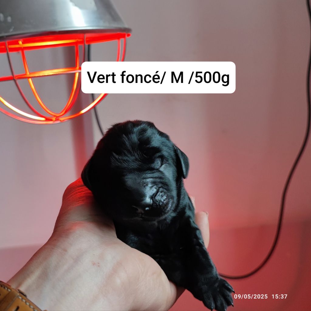 De L'Odeux Là - Chiots disponibles - Flat Coated Retriever