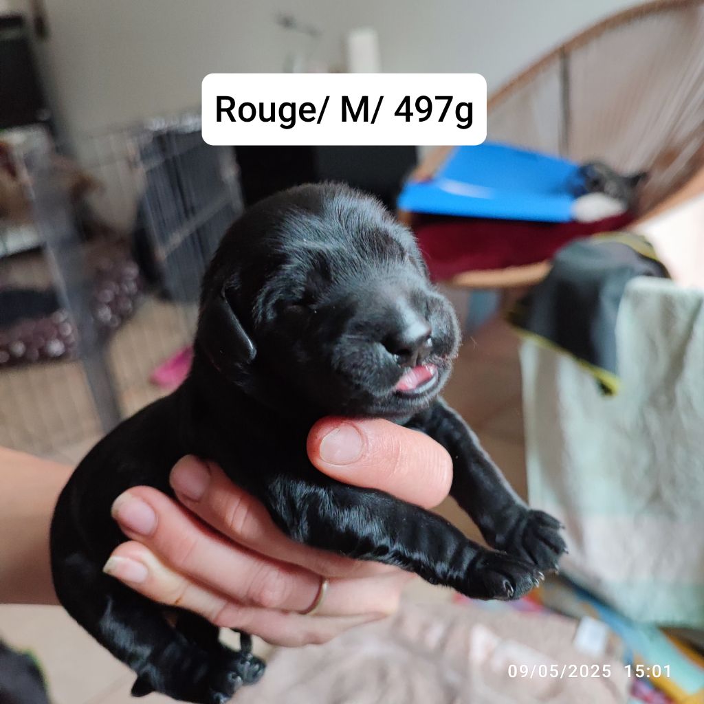 De L'Odeux Là - Chiots disponibles - Flat Coated Retriever