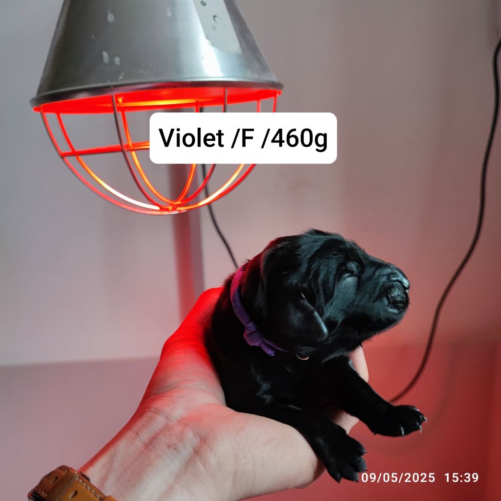 De L'Odeux Là - Chiots disponibles - Flat Coated Retriever