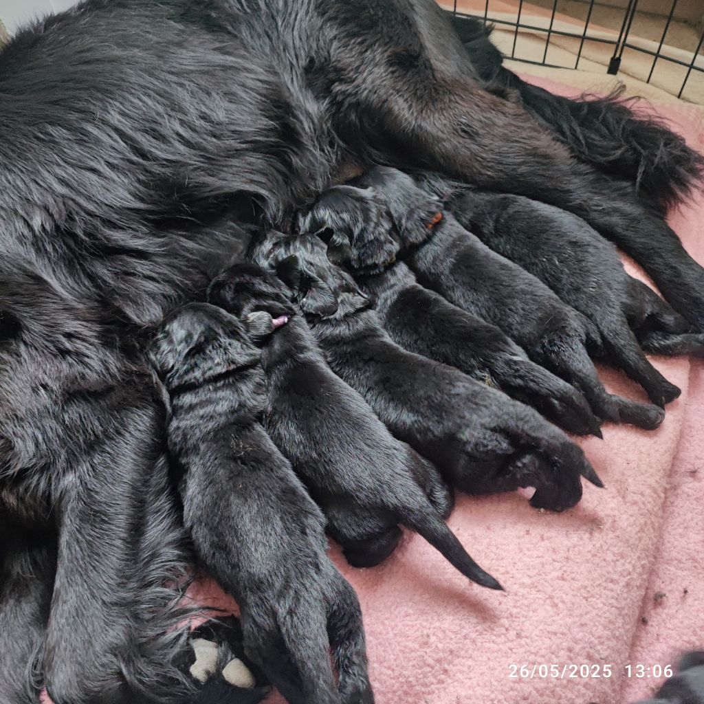 Chiot Flat Coated Retriever De L'Odeux Là
